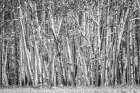Snow clings to aspen tree trunks in Colorado Art Print